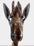 pic for ANIMATED GIRAFFE